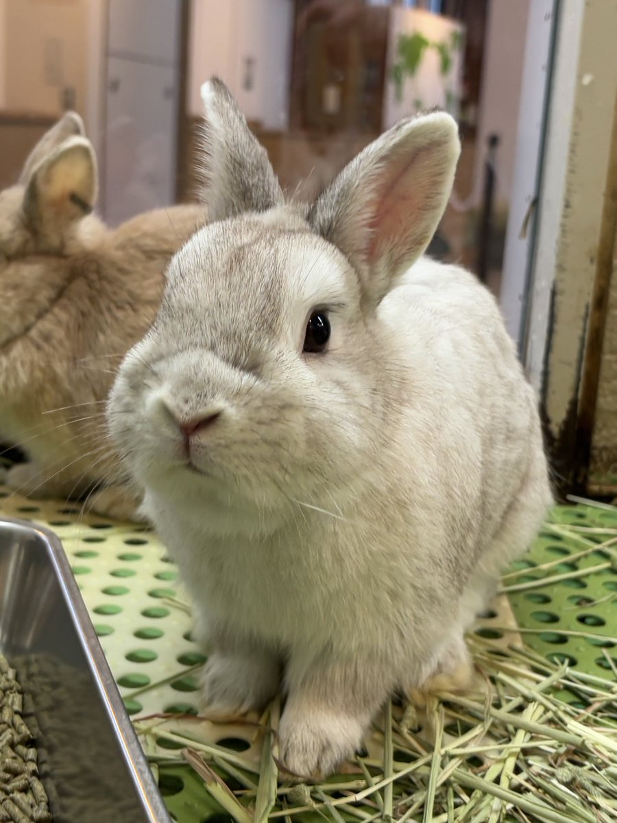 新しく仲間入りしました♪ #ハリー です！ふれあい体験にも登場して