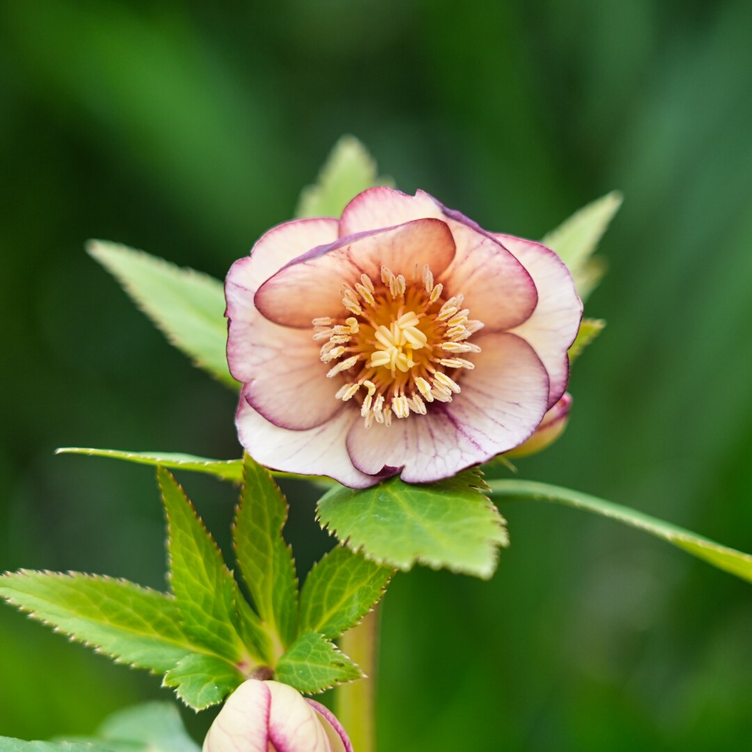 音ノ葉】高橋育苗のクリスマスローズが新入荷‼ 3月15日（土）から販売