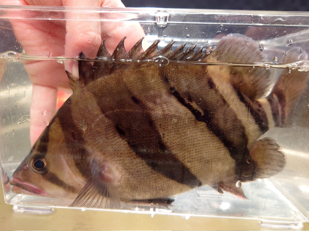 筋肉バカ太郎 (@kinnikubakataro) / Posts / X