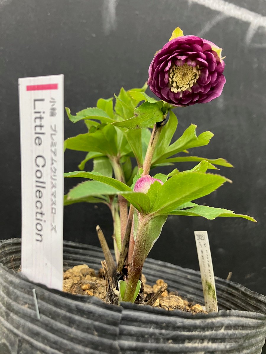 ガーデンセンター荒川沖店 】  #クリスマスローズ 入荷情報📢/ ＃加藤