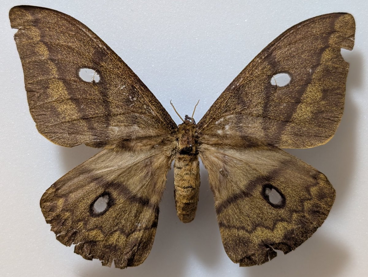 M0 (@mom0mom0mom0m00) / Posts / X