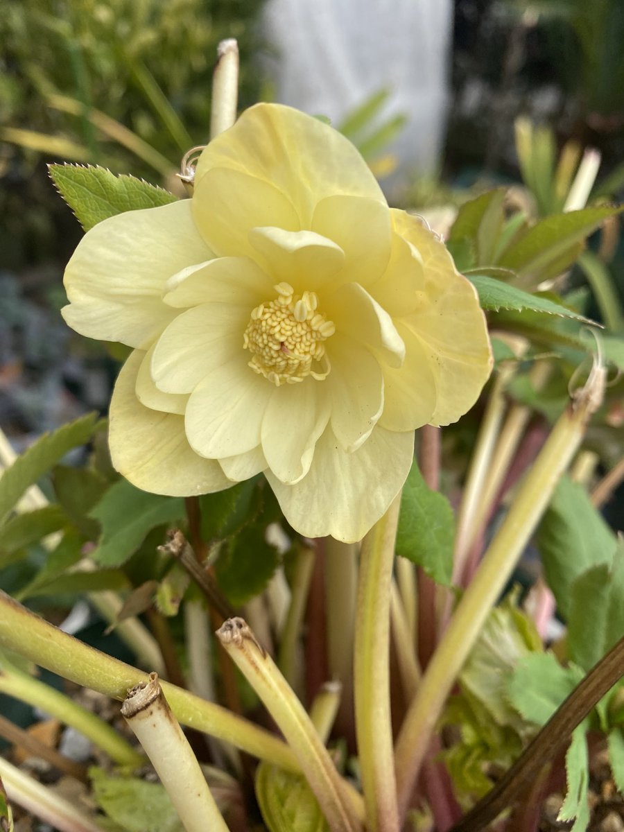 かぐや姫が咲いたー！！ #なおっしー花壇 #クリスマスローズ