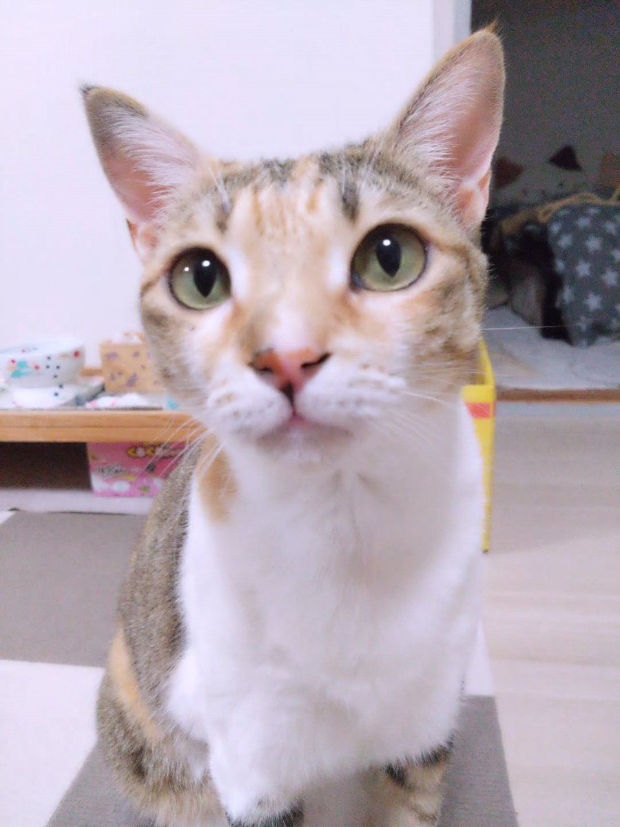 いろんな顔見せてくれた🤭 #ねこかわいいね