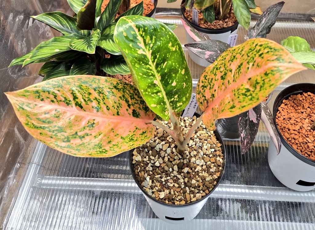 オレンジと緑、所々に若干のピンクの斑が散りばめられた感じが良い