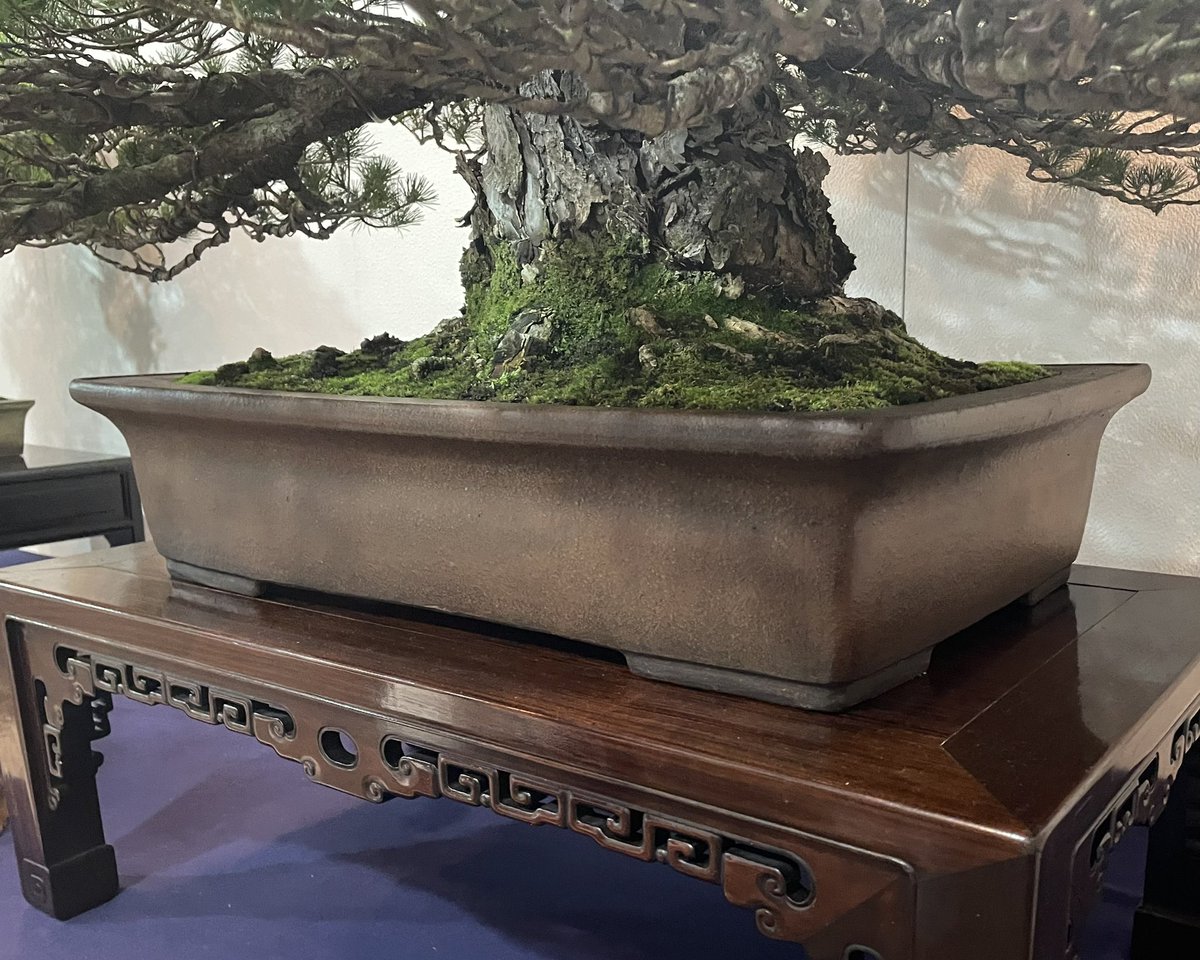 第100回国風盆栽展・後期 No.57 五葉松・瑞祥 銘「武蔵」 貴重盆栽