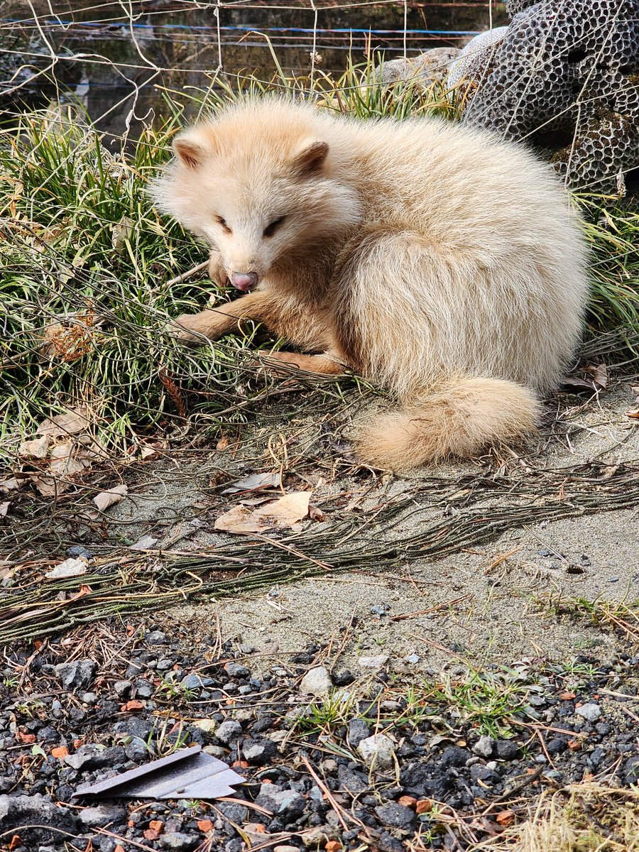 Post by 絹沙 on X: タヌキ？