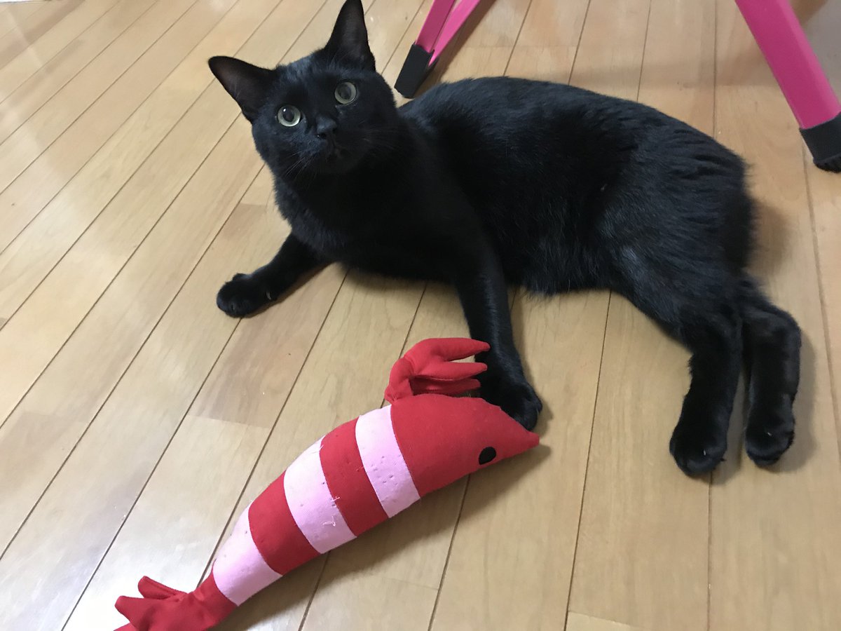 もちろん黒猫🐈‍⬛ 人間臭い性格が可愛くて最高ですね💕