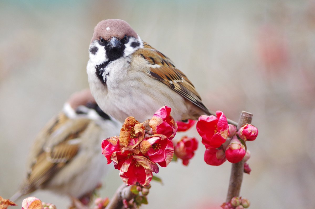 テンイチくん また明日ね おやすみなさい⭐ #雀 #スズメ #すずめ