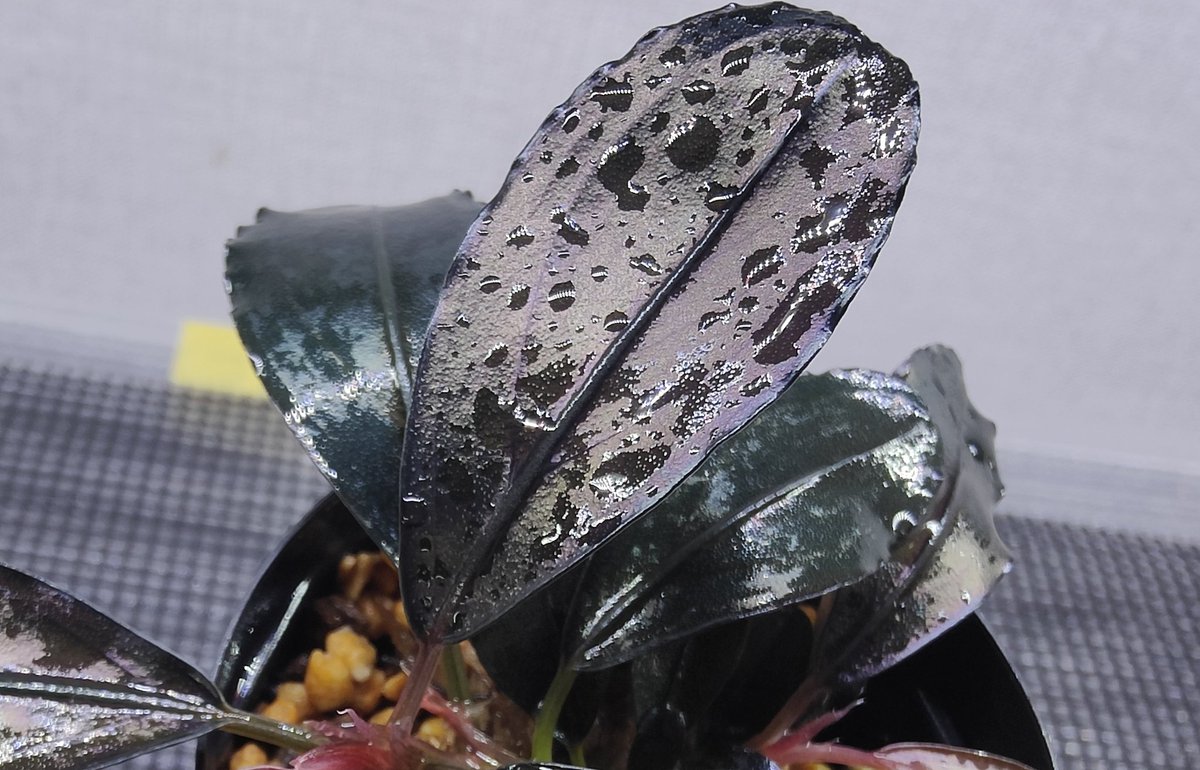 キボーデコ (@kiboudeko) / Posts / X