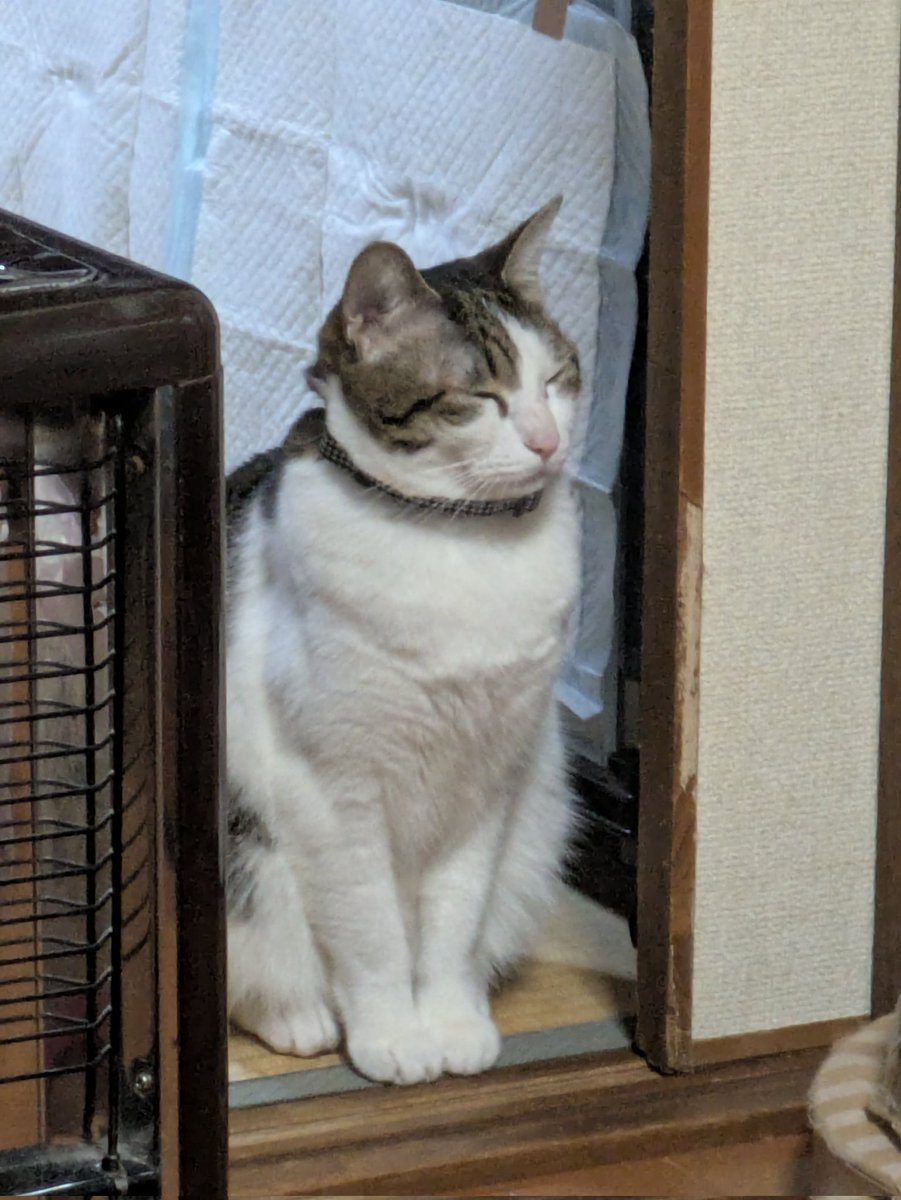 ニャンニャン記念日に会見をひらきたいササミ防衛副大臣😽🐾