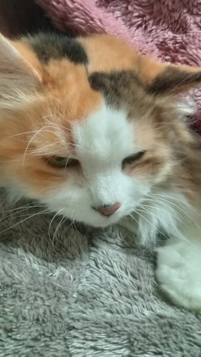 猫好きフォロワーの皆さん、おはよう(｀・ω・´)ゞ☀今日は、にゃん