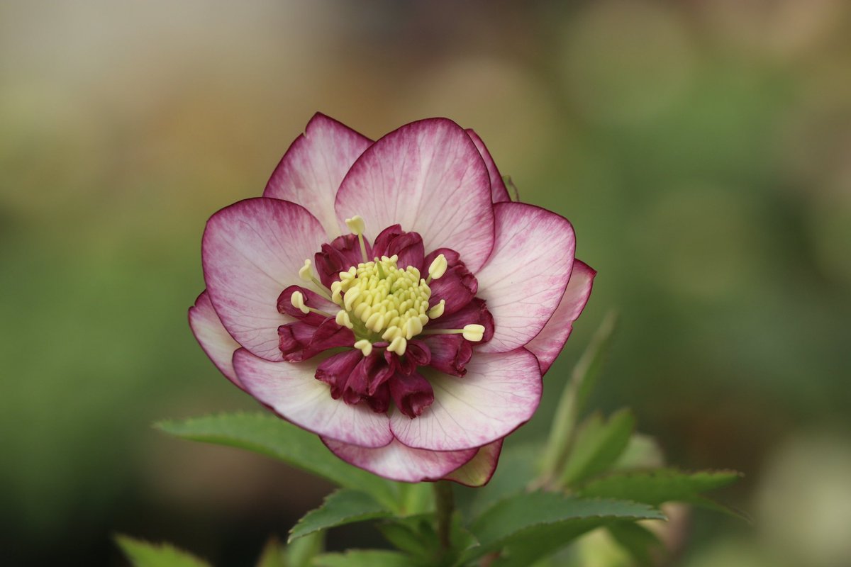 ohgi_nursery (@OhgiNursery) / Posts / X