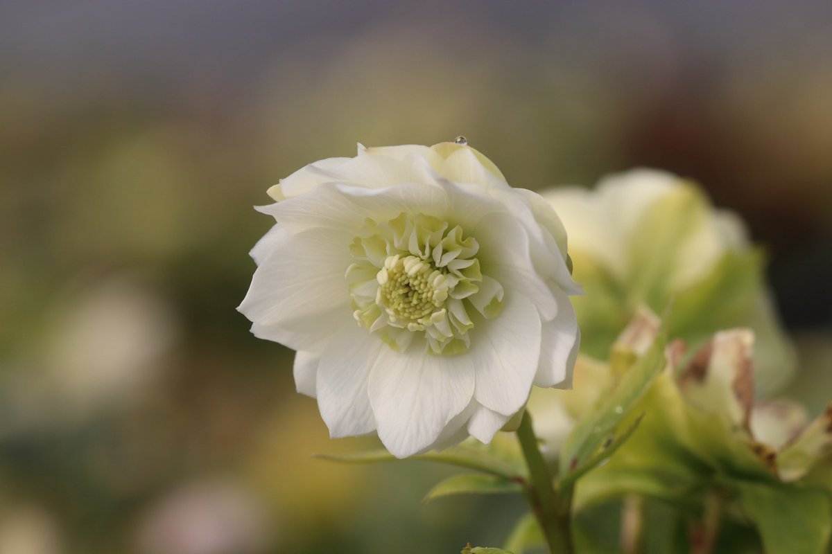 ohgi_nursery (@OhgiNursery) / Posts / X