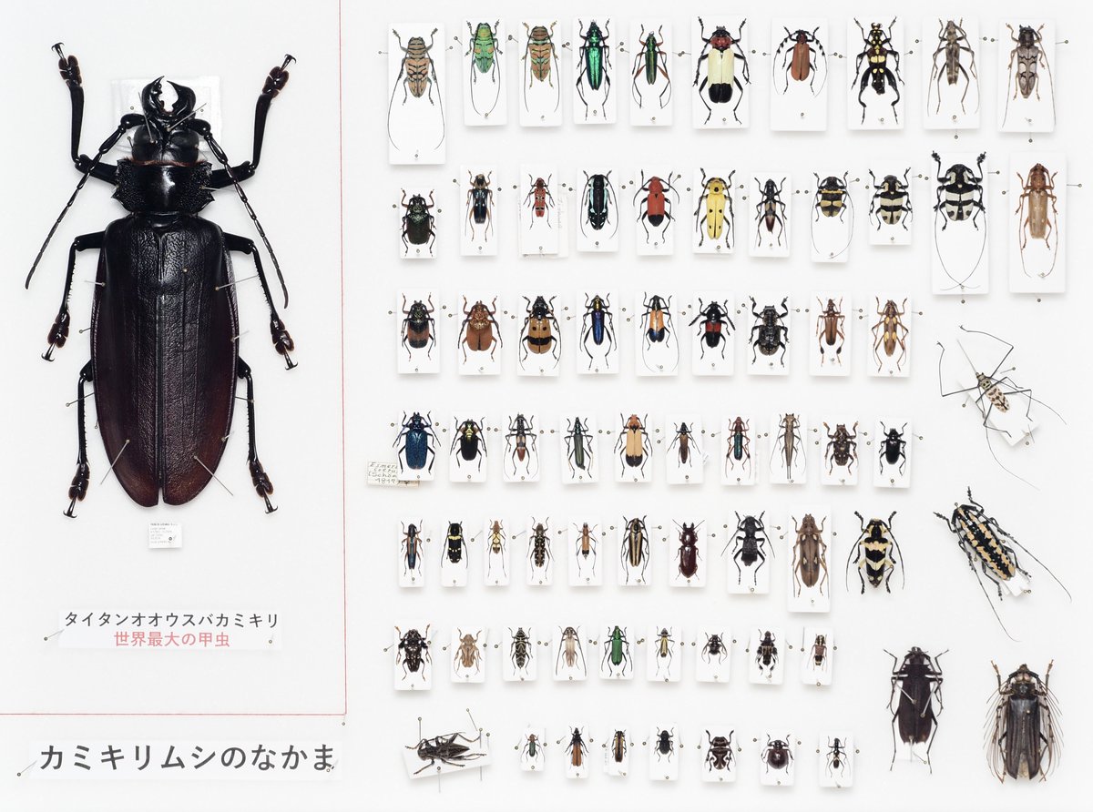 Titanus giganteus / French Guiana🇬🇫 世界最大の甲虫*として知