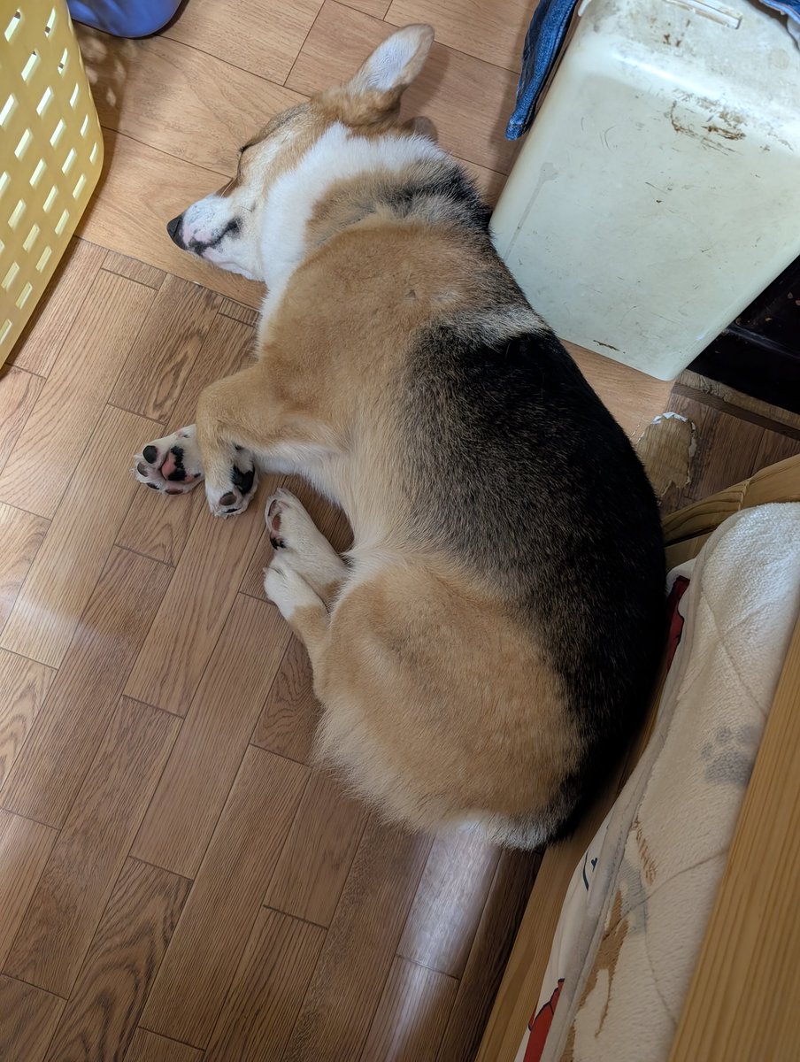 今日は雨☔でお散歩行けなかったね😞 にも関わらず皆今日も爆睡