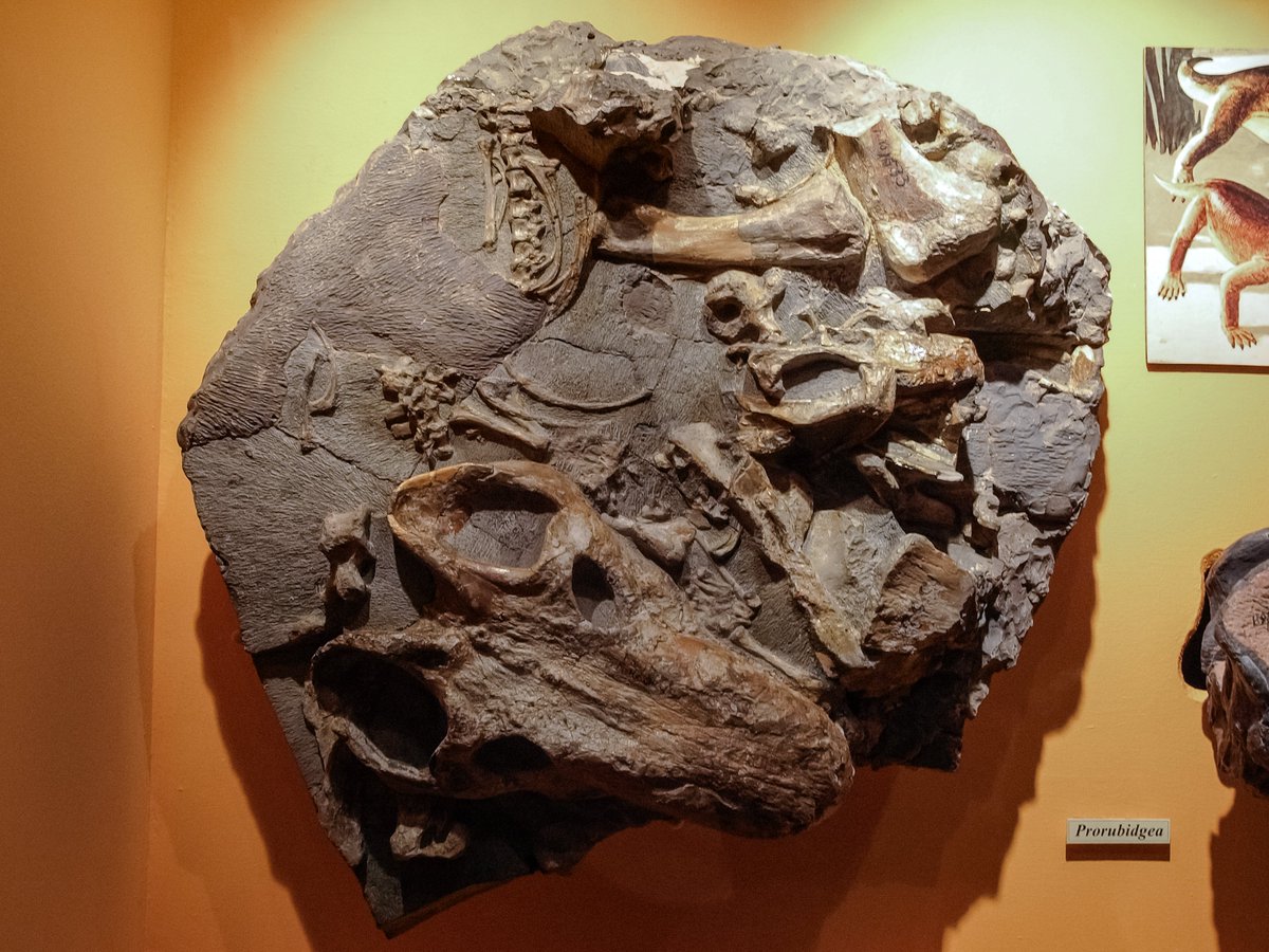 化石は生々しさおさえ気味だから骨格に馴染む訓練にはいいかも知らん