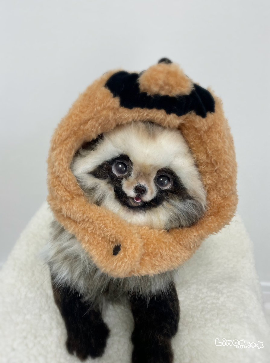 たぬき帽子の狸さん💫 明日2/27夜9時頃まで🍃🐾 #狸 #アートドール