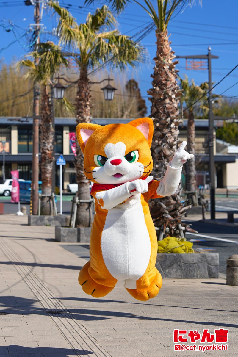 にゃん吉【公式】Nyankichi (@cat_nyankichi) / Posts / X
