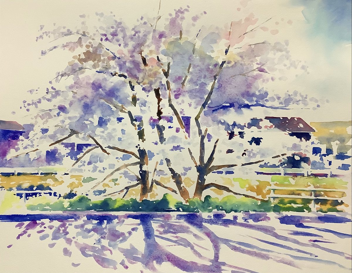 桜 ワーグマン水彩紙350g F6 ターナー透明水彩、ホルベイン透明水彩 高