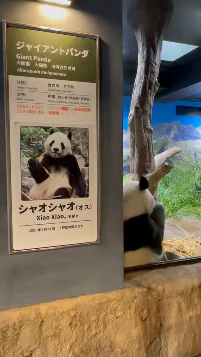 暁にひらく未来への蕾