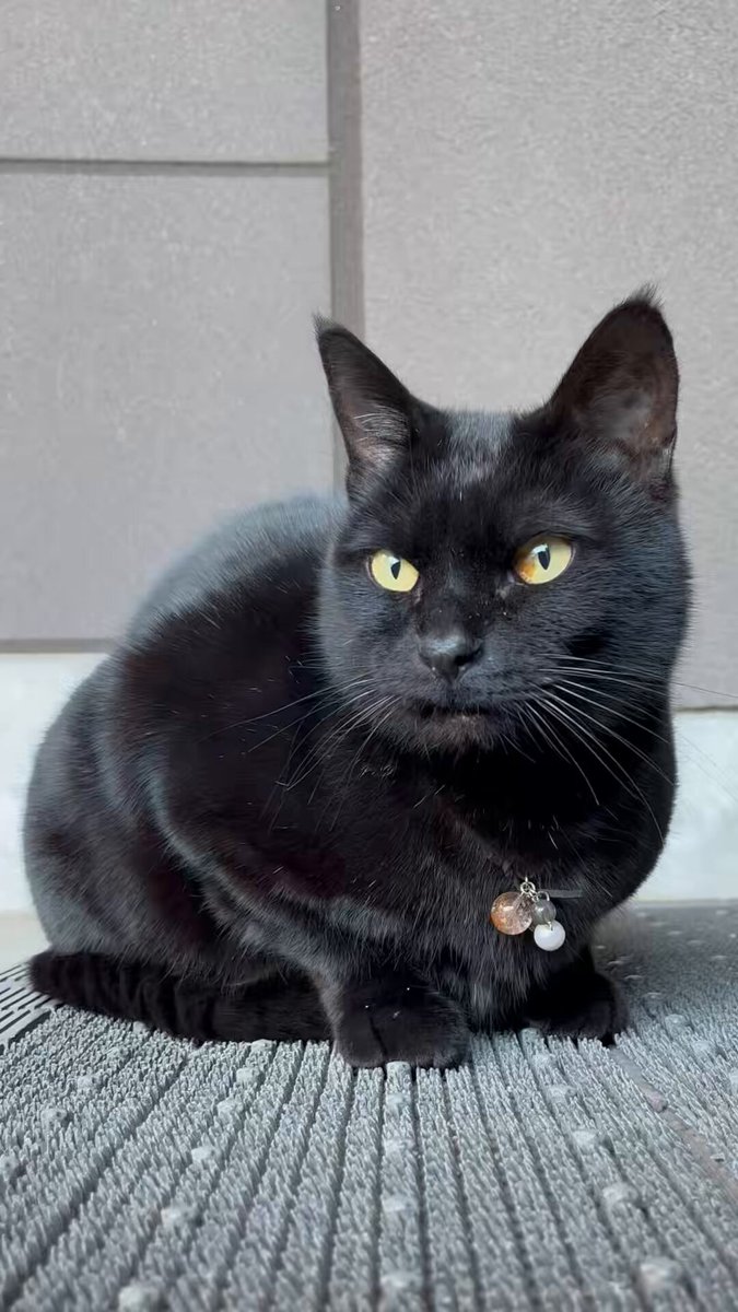 時をかける猫ニャ580 