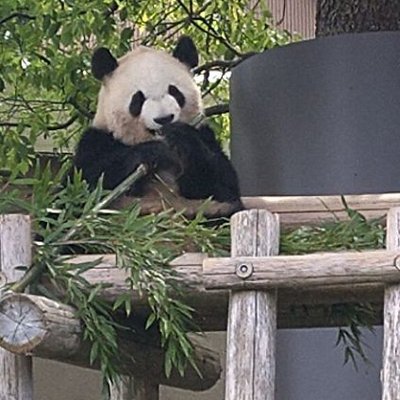 🐼さいたん🐼 (@saitanpanda) / Posts / X