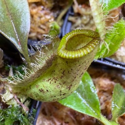 九州食虫植物愛好会 (@carnivorous_p) / Posts / X