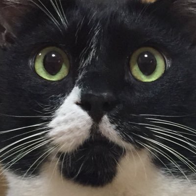 ベトナム語辞典にゃんかつ ベトナム語辞典にゃんかつ 319w+mGNW0L