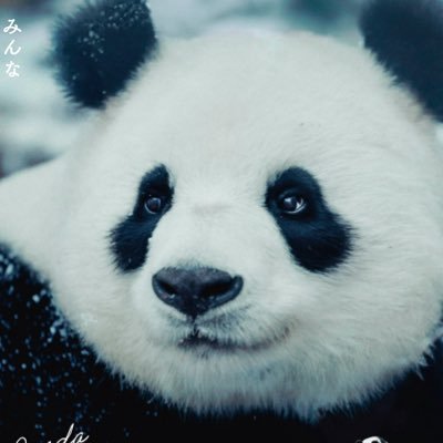 パンダのすごい世界』 入場者プレゼント配布中！ 全国の上映劇場にて