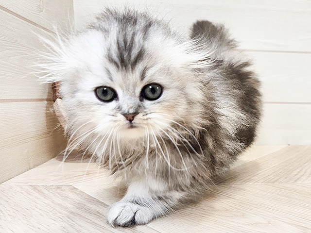 マンチカン ららぽーとTOKYO-BAY店 │ペッツファースト公式サイト