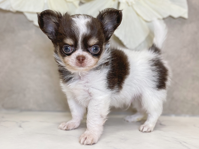 チワワ PETEMOレイクタウンmori店 │ペッツファースト公式サイト