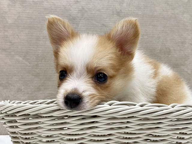 パピヨン 八王子多摩美大前店 │ペッツファースト公式サイト