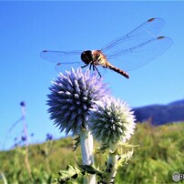 CASIO(カシオ)のデジタルカメラEXILIM ZOOM EX-Z55 で撮影した写真