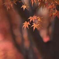 NIKON(ニコン)のレンズ AF-S DX NIKKOR 55-300mm f/4.5-5.6G ED VR で