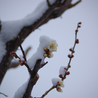 NIKON(ニコン)のレンズ AF-S DX VR Zoom-Nikkor 55-200mm f/4-5.6G IF