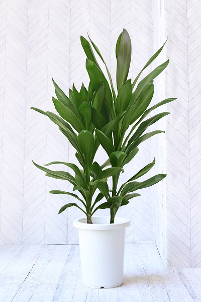 ドラセナ グローカル7号 （プラスチック鉢） | 5,800円 | 胡蝶蘭 高級