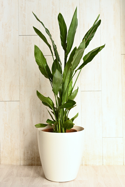 ストレリチア レギネ10号 （ラスターポット付） | 13,000円 | 胡蝶蘭