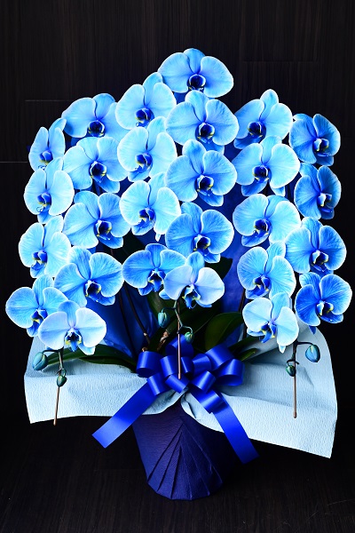 爽快感漂うブルーエレガンスの胡蝶蘭・大輪3本立て | 22,000円 | 胡蝶