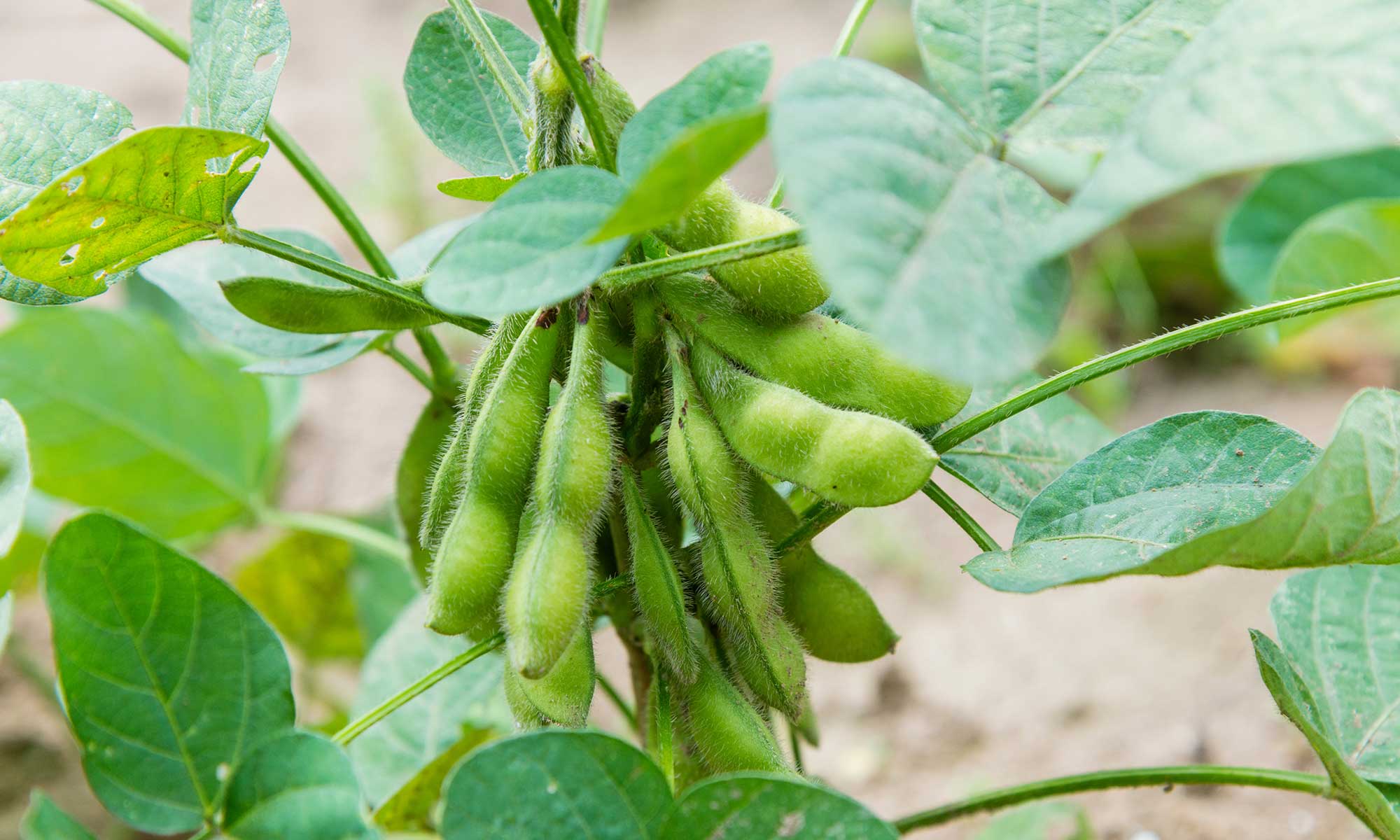 えだまめ | 商品情報 | 井関農機株式会社