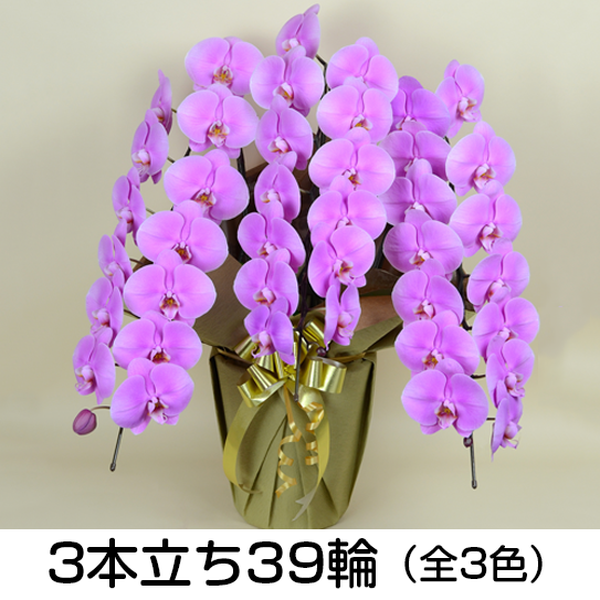 法人様向け贈答用胡蝶蘭販売「蘭贈くん」 / 胡蝶蘭大輪 3本立ち 27輪以上