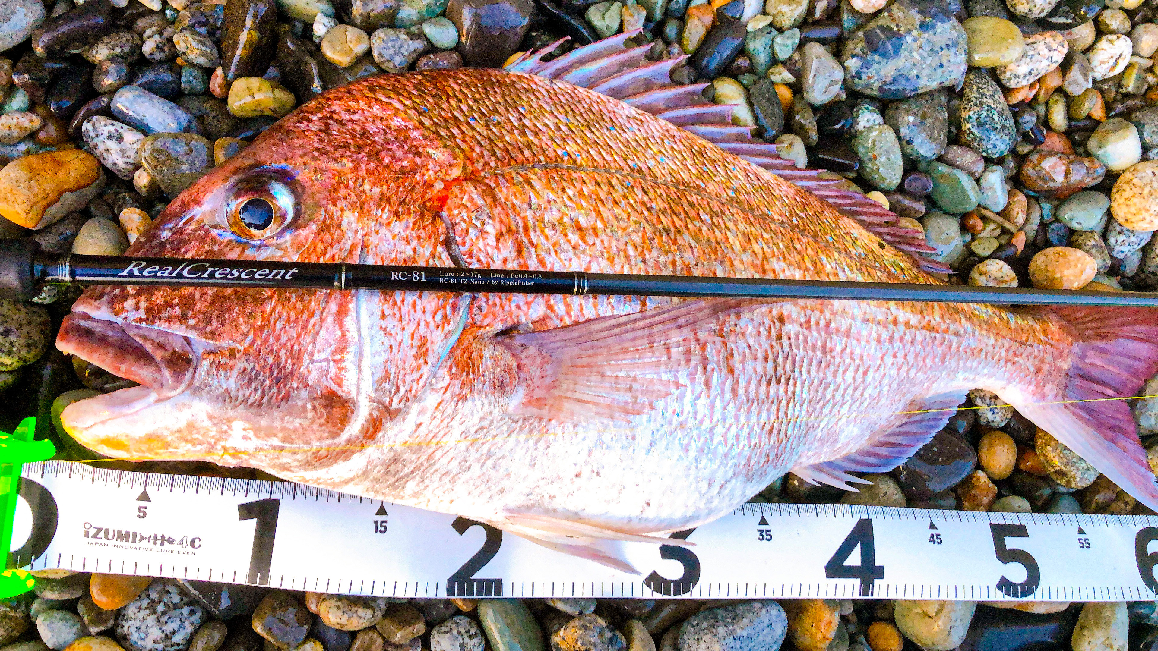 RealCrescent RC-81 ホタルイカパターン釣果報告② | リップル