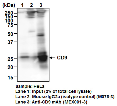Anti-CD9 mAb（Monoclonal, A100-4） | 抗体 | MBLライフサイエンス