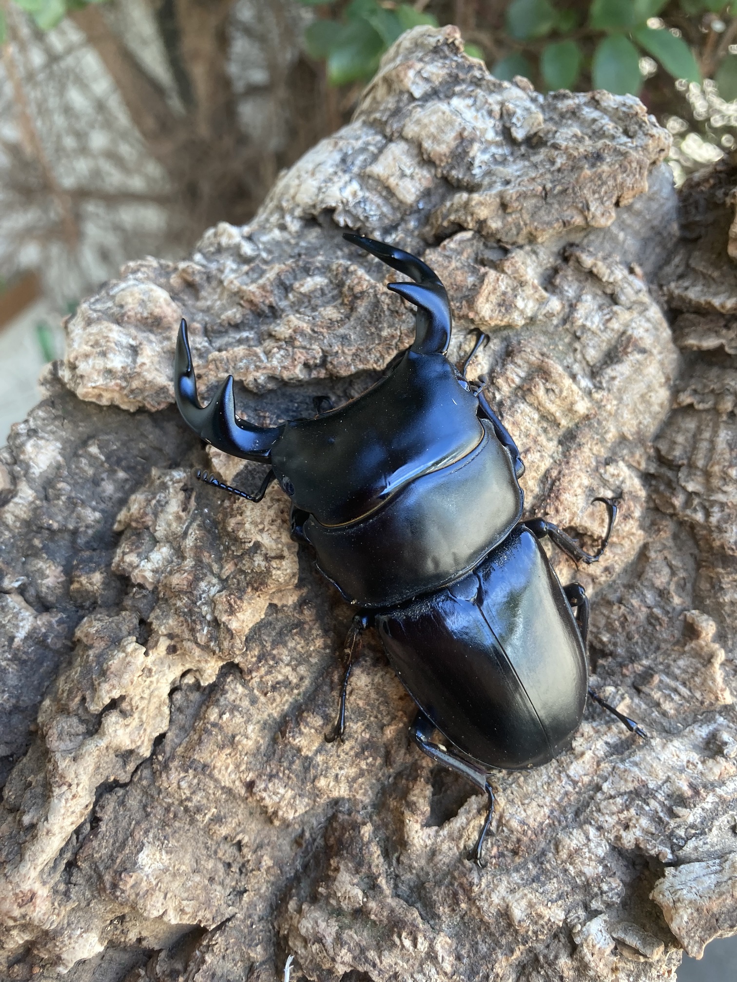 グランディスオオクワガタペア-2 | RTN Online