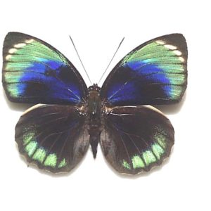 アグリアス | 三角紙