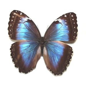 モルフォ | 三角紙