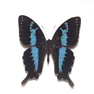 外国産蝶標本 | 三角紙