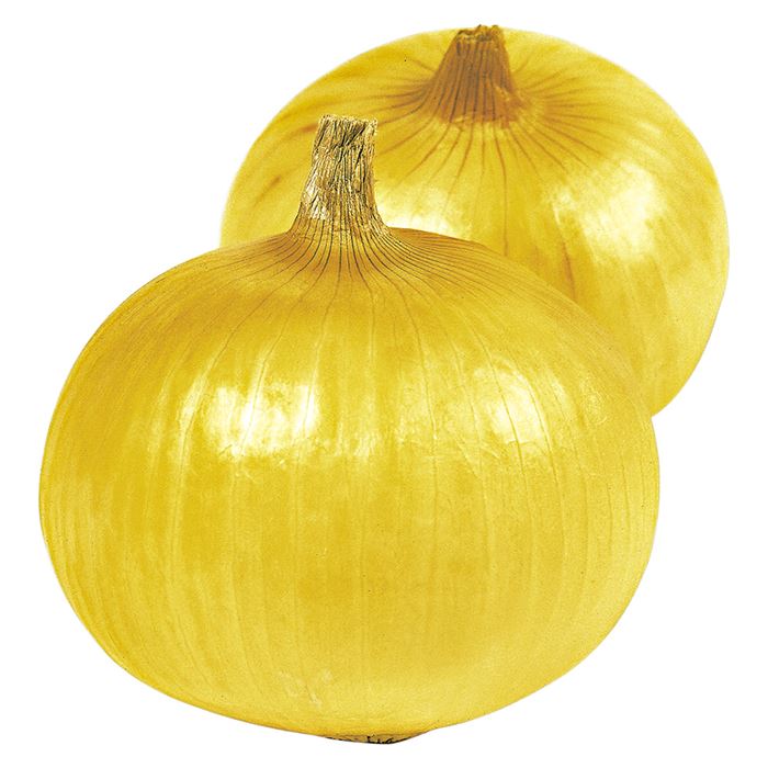 タマネギ トップゴールド320｜種（タネ）,球根,苗,資材,ガーデニング