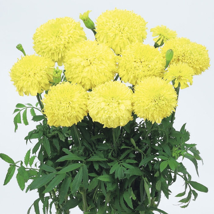 マリーゴールド サンキス イエロー｜種（タネ）,球根,苗,資材