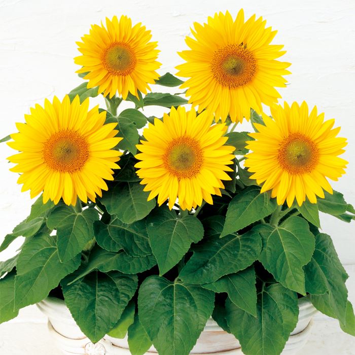 ヒマワリ サンタスティック クリアイエロー｜種（タネ）,球根,苗,資材