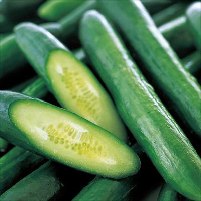 キュウリの検索結果｜種（タネ）,球根,苗,資材,ガーデニンググッズの